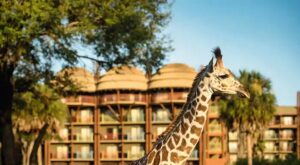 Disney's Animal Kingdom Lodge, Animal Kingdom Lodge Review